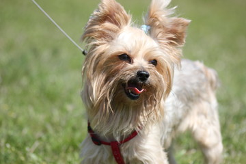 dog Yorkshire Terrier on a green lawn