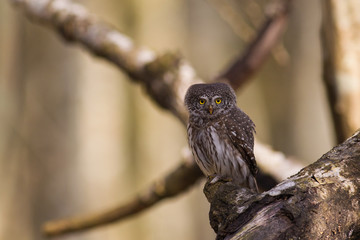 Sóweczka © Marcin Zakrzewski