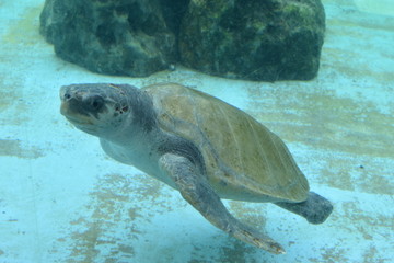 Fototapeta premium 沖縄の亀２