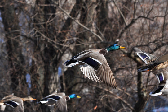 Group of mallard duck flying on the quay