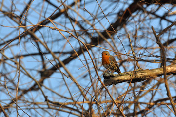 Red Robin on a branch with a blue sky in background