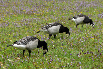 Branta leucopsis / Bernache nonnette