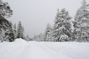 Road through a Winter Wonderland