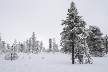 Pruce Tree Forest Covered by Snow in Winter Landscape