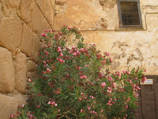 Fototapeta na wymiar flower, wall, flowers, garden, house