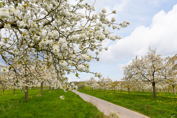 Kirschblüte in Wiesbaden-Frauenstein. April 2017. 
