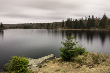 Die kleine Fichte des Oderteich im Nationalpark Harz