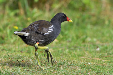 Gallinula chloropus / Poule d'eau