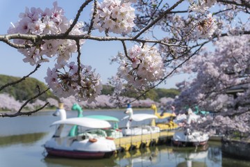 桜とスワンボート