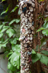 Chewing gum tree of love in the House of Juliet in Verona. Italy