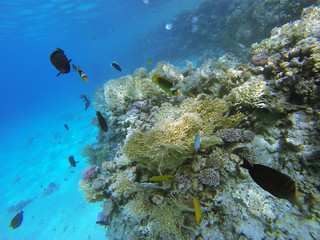 Underwater photography