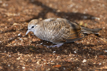 Geopelia striata / Géopélie zébrée / Tourterelle striée