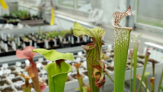 The yellow pitcherplant, Sarracenia flava and white pitcher plant, Sarracenia leucophylla, endemic, endangered flowers, greenhouse for saving the gene pool, rescue, research, science, carnivorous plan