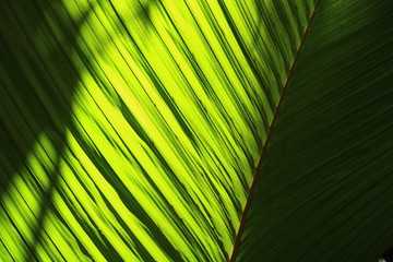 Palm Leaf / Vallée de Mai Nature Reserve, Praslin Island, Seychelles, Indian Ocean, Africa / The park is the habitat of the endemic coco-de-mer palm tree, which is the world´s largest double nut. 