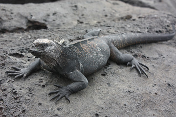 iguana