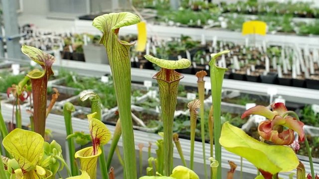 The yellow pitcher plant, Sarracenia flava, endangered flowers, greenhouse for saving the gene pool, rescue, research, science, carnivorous plant, Czech Republic, Europe, EU 