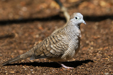 Geopelia striata / Géopélie zébrée / Tourterelle striée
