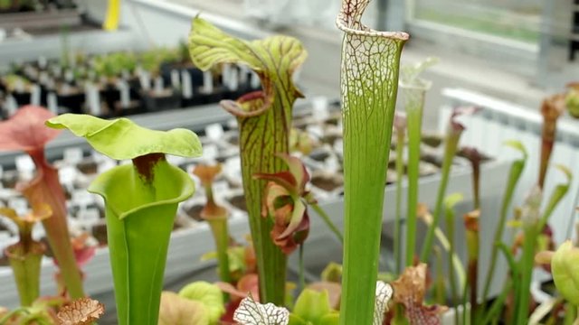 The yellow pitcherplant, Sarracenia flava and white pitcher plant, Sarracenia leucophylla, endemic, endangered flowers, greenhouse for saving the gene pool, rescue, research, science, carnivorous plan