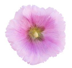 Soft pink spring bloom isolated on white