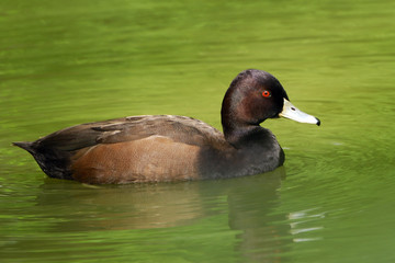 Netta erythrophthalma / Nette brune