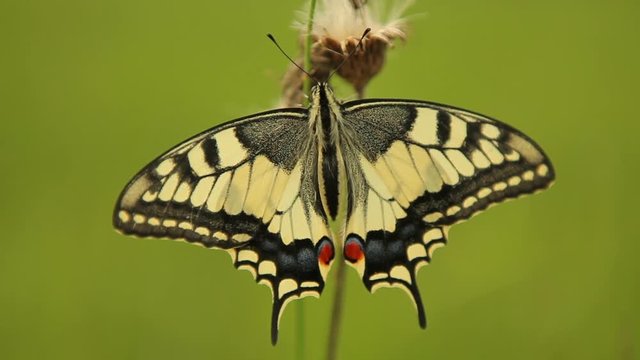 Swallowtail butterfly (Papilio machaon) in the Czech Republic, Europe