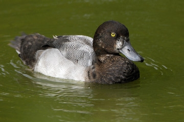 Aythya marila / Fuligule milouinan
