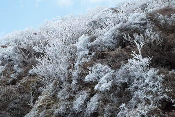 樹氷が山肌を覆う