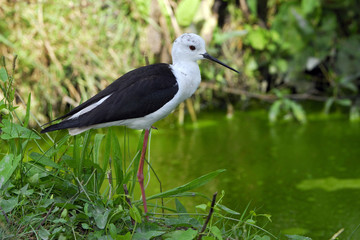 Himantopus himantopus / Echasse blanche
