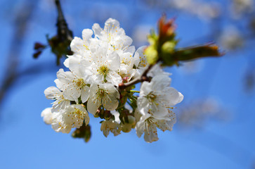 Obraz premium White cherry tree blossoms and blurred background in spring