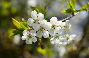 White cherry tree blossoms and blurred background in spring