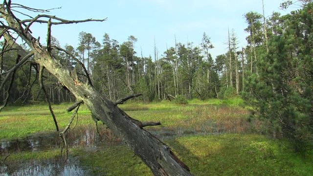 Moorland bogs, small moss lake in the NPR Rejviz, dying forest, peat bogs, Jeseniky Protected Landscape Area, PLA, Moravia Silesia region, Czech Republic, Europe, EU 