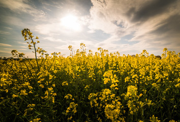 Yellow oilseed rape field under the blue bright  sky