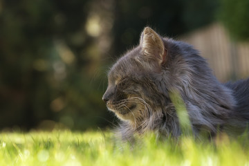 Fototapeta na wymiar Cat on a lawn, daydreamig with eyes closed