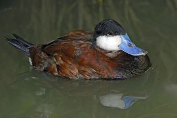 Oxyura jamaicensis / Erismature rousse