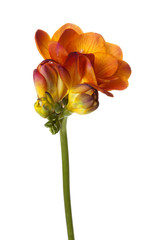 Orange Freesia flower isolated on white background
