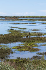 Beautiful marshlands