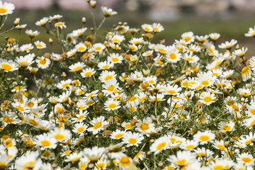 crown daisies in the countryside.