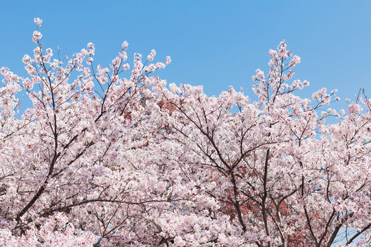 桜の花,春イメージ
