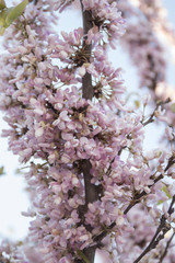 Cercis canadensis (eastern redbud) tree
