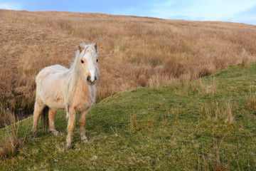 Obraz premium Welsh Pony on the Black Mountain, Carmarthenshire, Wales.