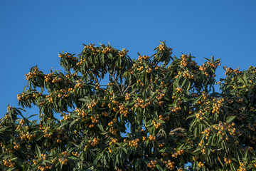 Fototapeta na wymiar Loquat tree with fruits