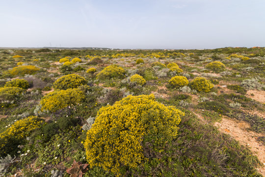 Landscape with ulex densus shrubs.