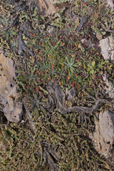 ground vegetation texture