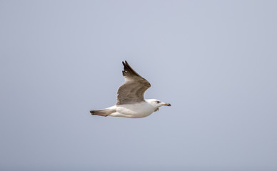 seagull flying near the coast