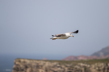 seagull flying near the coast