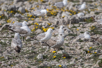 Young seagulls near the cliffs