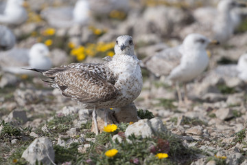 Young seagulls near the cliffs