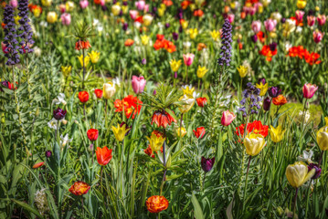 pink, red and orange tulip field in North Holland