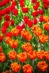 Fototapeta na wymiar pink, red and orange tulip field in North Holland