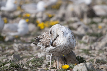 Young seagulls near the cliffs